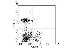 Image no. 1 for anti-CD8a Molecule (CD8A) antibody (Biotin) (ABIN135478) (CD8 alpha antibody  (Biotin))