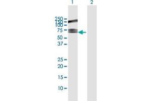 RLIM Antikörper  (AA 1-624)