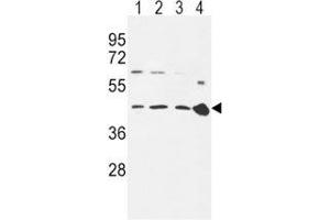 CCR7 antibody western blot analysis in 293 (lane 1), Ramos (2), MDA-MB231 (3) cell line and mouse spleen tissue (4) lysate. (CCR7 antibody  (AA 11-37))