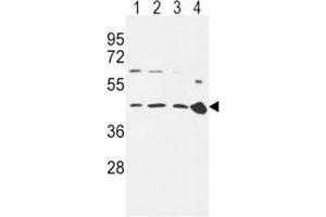 CCR7 antibody western blot analysis in 293 (lane 1), Ramos (2), MDA-MB231 (3) cell line and mouse spleen tissue (4) lysate.
