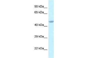 WB Suggested Anti-Eed Antibody   Titration: 1.