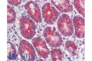 ABIN308415 (3. (CLCA1 antibody  (AA 872-884))