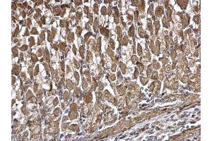IHC-P Image DDX6 antibody detects DDX6 protein at cytoplasm on mouse stomach by immunohistochemical analysis. (DDX6 antibody  (Center))