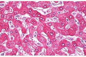 Anti-NDUFS7 antibody IHC staining of human liver. (NDUFS7 antibody  (AA 58-68))