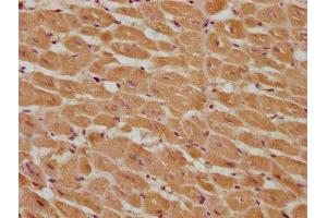IHC image of ABIN7146968 diluted at 1:285 and staining in paraffin-embedded human heart tissue performed on a Leica BondTM system. (Caspase 9 antibody  (AA 113-324))