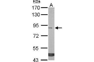 WB Image Sample (50 ug of whole cell lysate) A: mouse stomach 7. (TREH antibody)