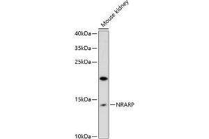 Western blot analysis of extracts of mouse kidney, using NRARP antibody (ABIN6133041, ABIN6144838, ABIN6144839 and ABIN6216665) at 1:3000 dilution. (NRARP antibody  (AA 1-114))