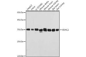 Western blot analysis of extracts of various cell lines, using VD antibody (ABIN7271337) at 1:500 dilution. (VDAC2 antibody  (AA 1-100))