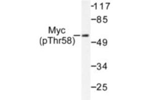Image no. 1 for anti-Myc Proto-Oncogene protein (MYC) (pThr58) antibody (ABIN318075) (c-MYC antibody  (pThr58))
