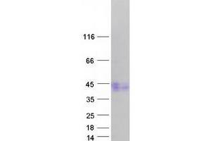 Validation with Western Blot (ACVR1C/ALK7 Protein (Transcript Variant 4) (Myc-DYKDDDDK Tag))