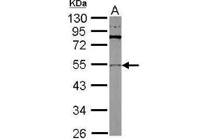 WB Image Sample (30 ug of whole cell lysate) A: Drosophila lysate 10% SDS PAGE antibody diluted at 1:1000 (TUBB2A antibody)