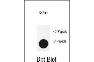 Dot blot analysis of anti-G3-cleaved Pab 3740a on nitrocellulose membrane. (ATG3 antibody  (AA 90-104))