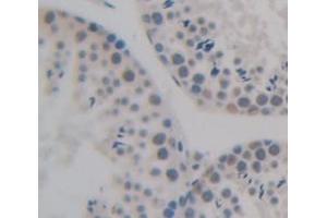 Figure. (NAP1L1 antibody  (AA 2-289))