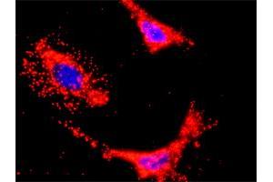 Proximity Ligation Analysis of protein-protein interactions between HCK and PIK3CB. (PIK3CB antibody  (AA 147-256))