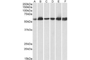 ABIN4902666 (0. (HSPD1 antibody)