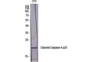 Western Blot (WB) analysis of specific cells using Cleaved-Caspase-4 p20 (Q81) Polyclonal Antibody. (Caspase 4 p20 (cleaved), (Gln81) antibody)