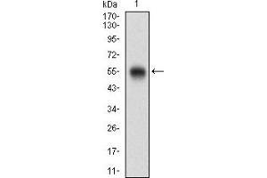 Fig. (CD200 antibody  (AA 56-257))