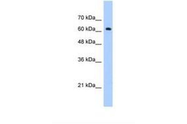 ZNF675 antibody  (AA 401-450)