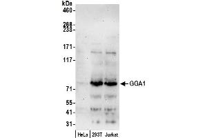 Western Blotting (WB) image for anti-Golgi-Associated, gamma Adaptin Ear Containing, ARF Binding Protein 1 (GGA1) (AA 425-475) antibody (ABIN7450280)