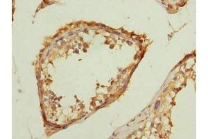 Immunohistochemistry of paraffin-embedded human testis tissue using ABIN7172974 at dilution of 1:100 (TMED1 antibody  (AA 35-190))