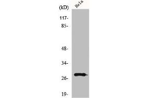 Western Blot analysis of HeLa cells using MRRF Polyclonal Antibody (MRRF antibody  (C-Term))