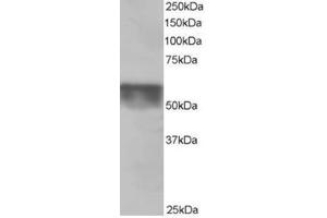 Image no. 3 for anti-Karyopherin (Importin) alpha 4 (KPNA4) (C-Term) antibody (ABIN374394) (KPNA4 antibody  (C-Term))