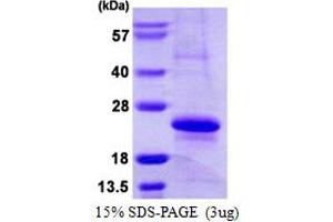 SDS-PAGE (SDS) image for Myosin, Light Chain 12A, Regulatory, Non-Sarcomeric (MYL12A) (AA 1-171) protein (His tag) (ABIN667518)