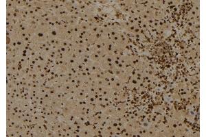 ABIN6274025 at 1/100 staining Mouse liver tissue by IHC-P. (MYB antibody  (C-Term))