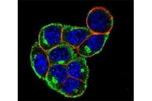 Confocal immunofluorescent analysis of Cyclin D antibody with HeLa cells followed by Alexa Fluor 488-conjugated goat anti-rabbit lgG (green). (Cyclin D1 antibody  (AA 203-238))