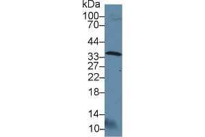 Western blot analysis of Rat Testis lysate, using Rat OTUB1 Antibody (3 µg/ml) and HRP-conjugated Goat Anti-Rabbit antibody ( (OTUB1 antibody  (AA 1-271))