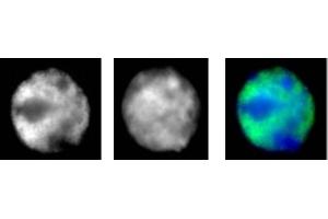 RNA pol II antibody (mAb) (Clone 1F4B6) tested by immunofluorescence. (POLR2F antibody)