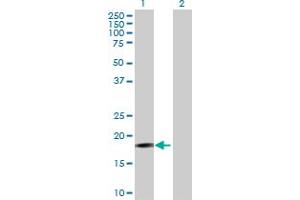 Western Blot analysis of PIGH expression in transfected 293T cell line by PIGH MaxPab polyclonal antibody.