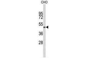 Western blot analysis of GORAB Antibody (N-term) in CHO cell line lysates (35µg/lane). (GORAB antibody  (N-Term))