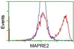 HEK293T cells transfected with either RC200259 overexpress plasmid (Red) or empty vector control plasmid (Blue) were immunostained by anti-MAPRE2 antibody (ABIN2454497), and then analyzed by flow cytometry. (MAPRE2 antibody)