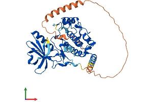AlphaFold protein structure predicition of Human Recombinant MYLK4 Protein, UniprotID Q86YV6