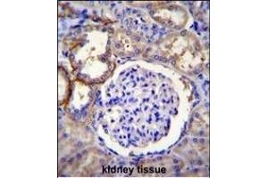 FA96A Antibody (C-term) (ABIN655197 and ABIN2844813) immunohistochemistry analysis in formalin fixed and paraffin embedded human kidney tissue followed by peroxidase conjugation of the secondary antibody and DAB staining. (FAM96A antibody  (C-Term))