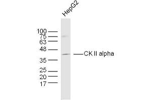 Human HepG2 cells probed with CK II alpha Polyclonal Antibody, unconjugated  at 1:300 overnight at 4°C followed by a conjugated secondary antibody at 1:10000 for 90 minutes at 37°C. (CSNK2A1/CK II alpha antibody  (AA 201-300))