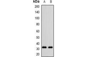 Western blot analysis of CD305 expression in KB (A), NIH3T3 (B) whole cell lysates.