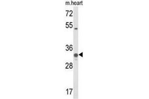 Western blot analysis of COQ5 Antibody (Center) in mouse heart tissue lysates (35µg/lane). (COQ5 antibody  (Middle Region))