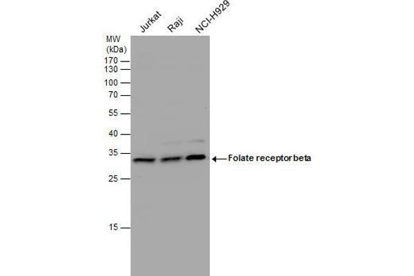 FOLR2 antibody