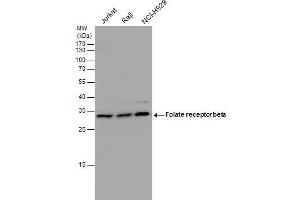 WB Image Folate receptor beta antibody detects Folate receptor beta protein by western blot analysis. (FOLR2 antibody)