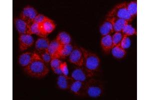 IF analysis of SURF1 using anti-SURF1 antibody (ABIN7601006). (SURF1 antibody  (AA 27-295))