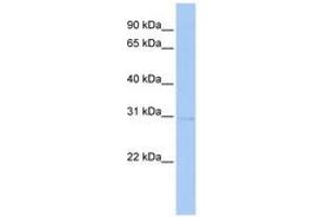 Image no. 1 for anti-serine/threonine Kinase 16 (STK16) (AA 216-265) antibody (ABIN6741028) (STK16 antibody  (AA 216-265))