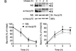 Hsc70/Hsp70 suppresses levels of mature CFTR. (HSP70/HSC70 antibody)