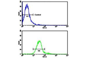 Flow cytometric analysis of NCI-H460 cells using ROR1 polyclonal antibody (bottom histogram) compared to a negative control cell (top histogram). (ROR1 antibody  (N-Term))