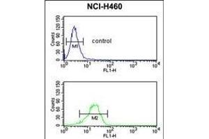 NQO1 antibody (Center) (ABIN391528 and ABIN2841484) flow cytometric analysis of NCI- cells (bottom histogram) compared to a negative control cell (top histogram). (NQO1 antibody  (AA 118-144))