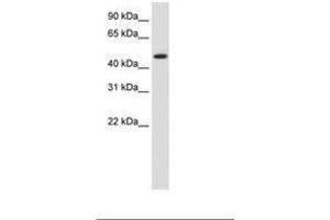 Image no. 1 for anti-Heat Shock Protein 90kDa beta (Grp94), Member 1 (HSP90B1) (N-Term) antibody (ABIN203087) (GRP94 antibody  (N-Term))