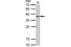 WB Image UFD1L antibody detects UFD1L protein by Western blot analysis.