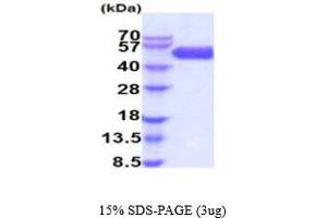 SDS-PAGE (SDS) image for Bone Morphogenetic Protein Receptor 1A (BMPR1A) (AA 24-152) protein (hIgG-His-tag) (ABIN5854835)