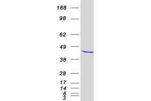 Validation with Western Blot